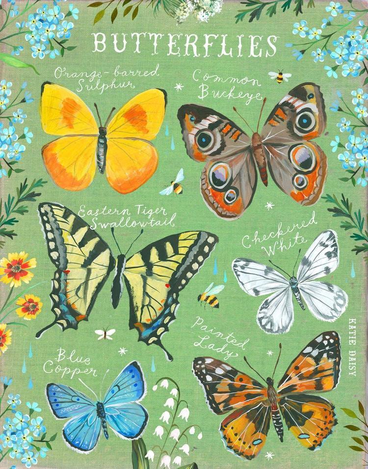 Butterfly ID Chart Art Print