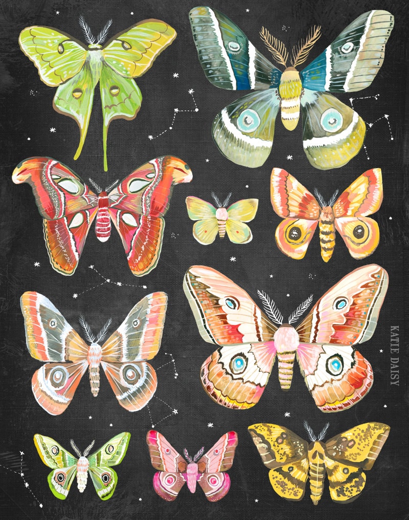 Moth Collection Art Print