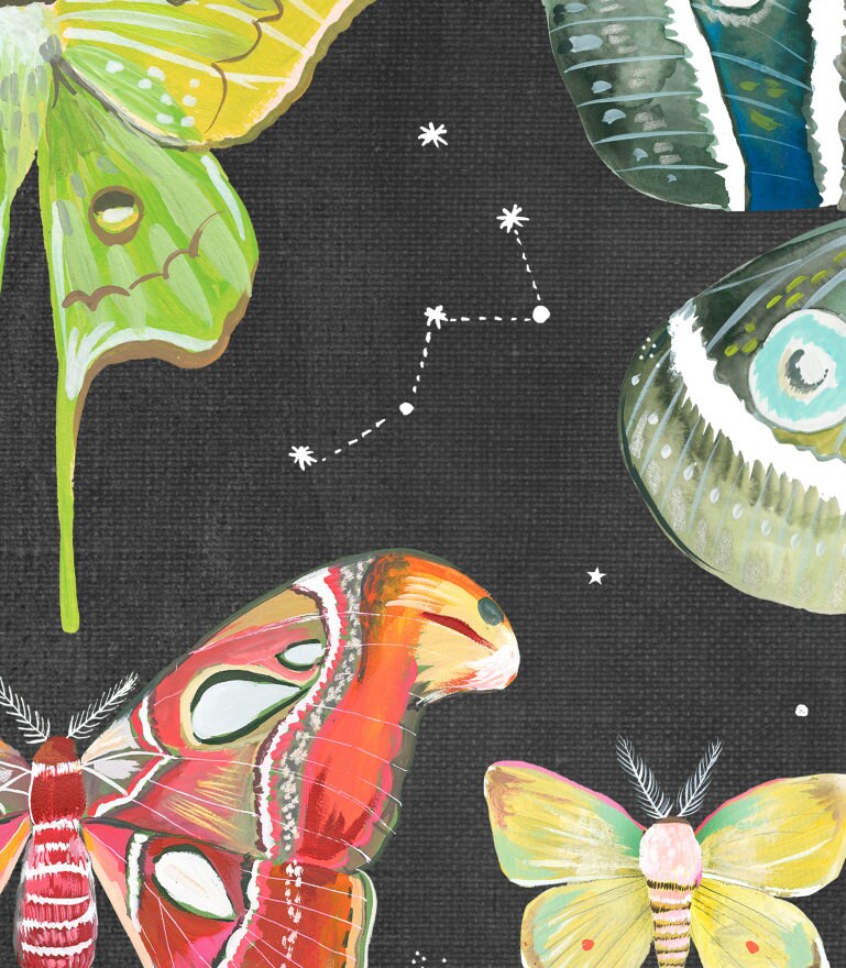 Moth Collection Art Print