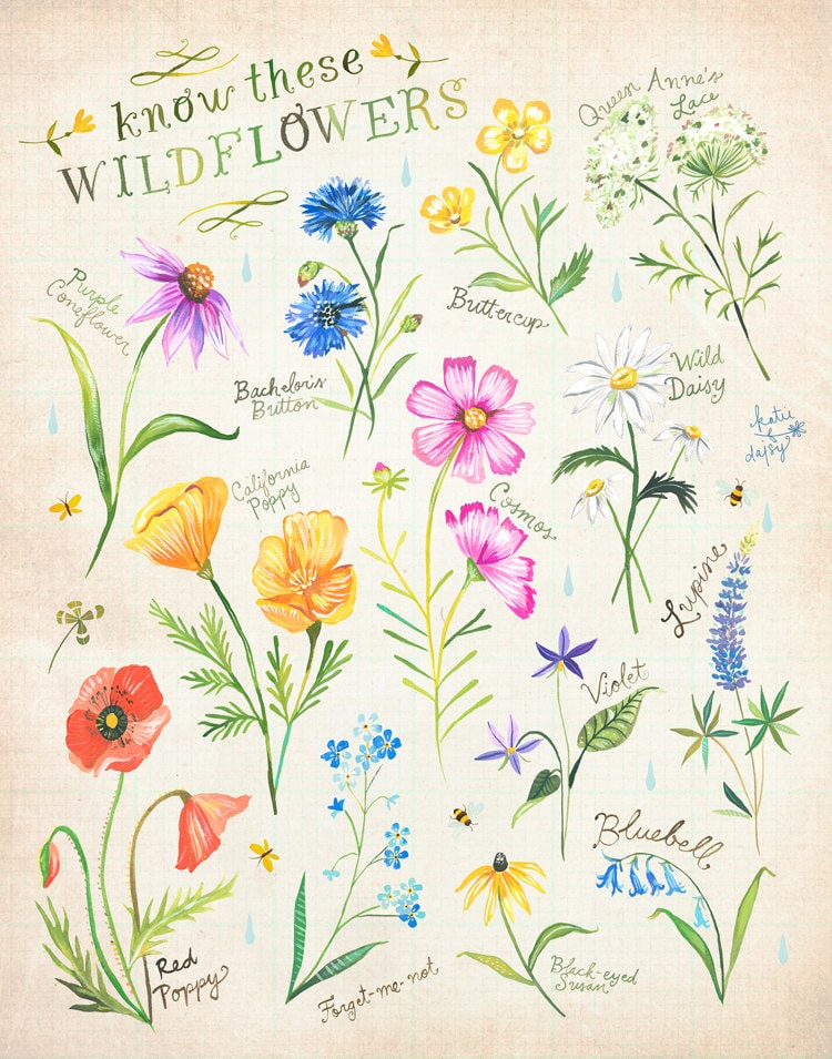 Know These Wildflowers Art Print