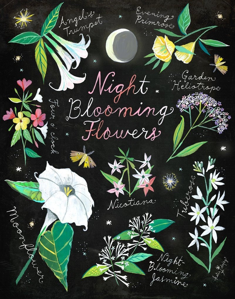 Night Blooming Flowers Art Print